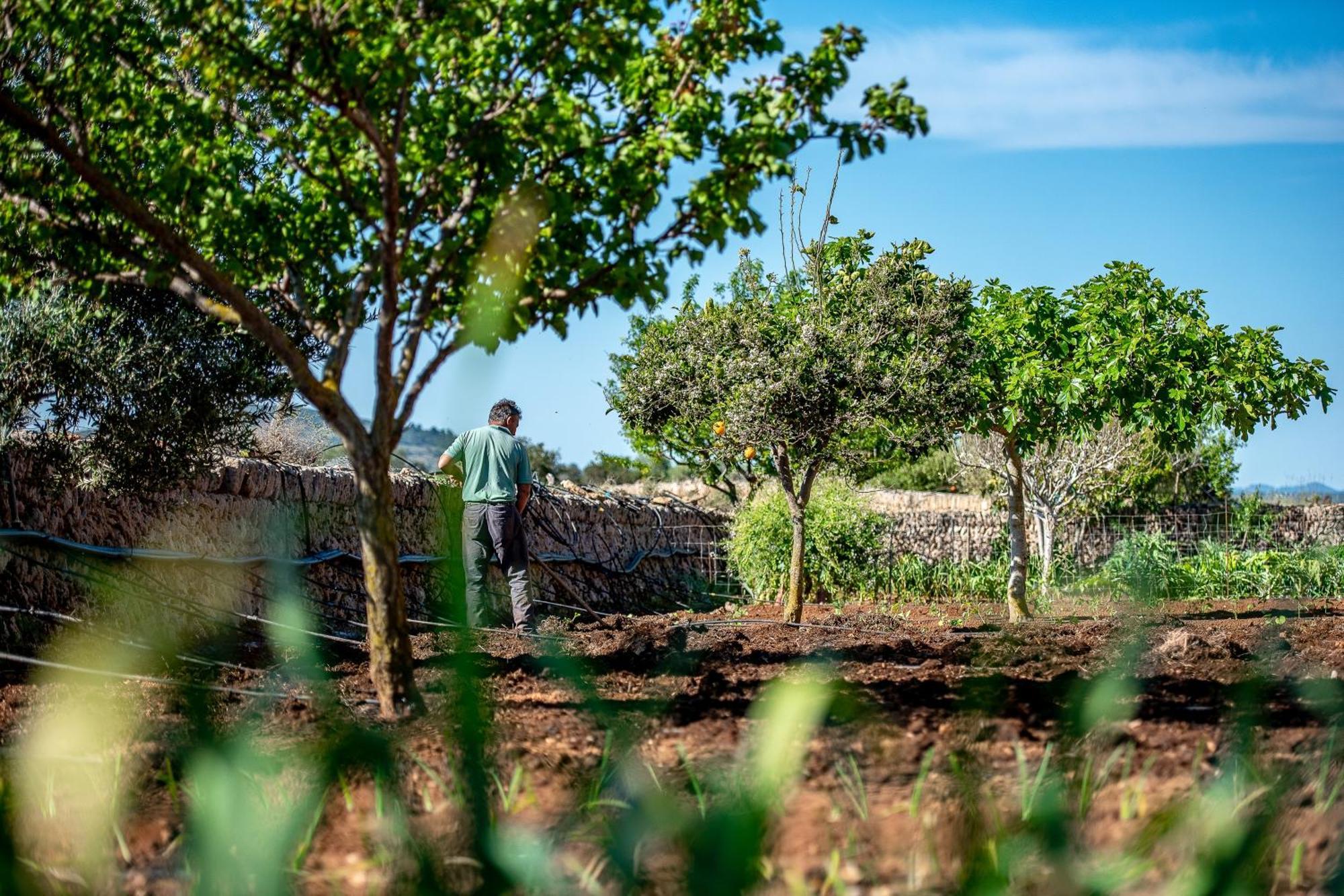 Séjour à la campagne Sos Ferres D'en Morey Manacor (Mallorca)